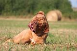 DOGUE DE BORDEAUX 411